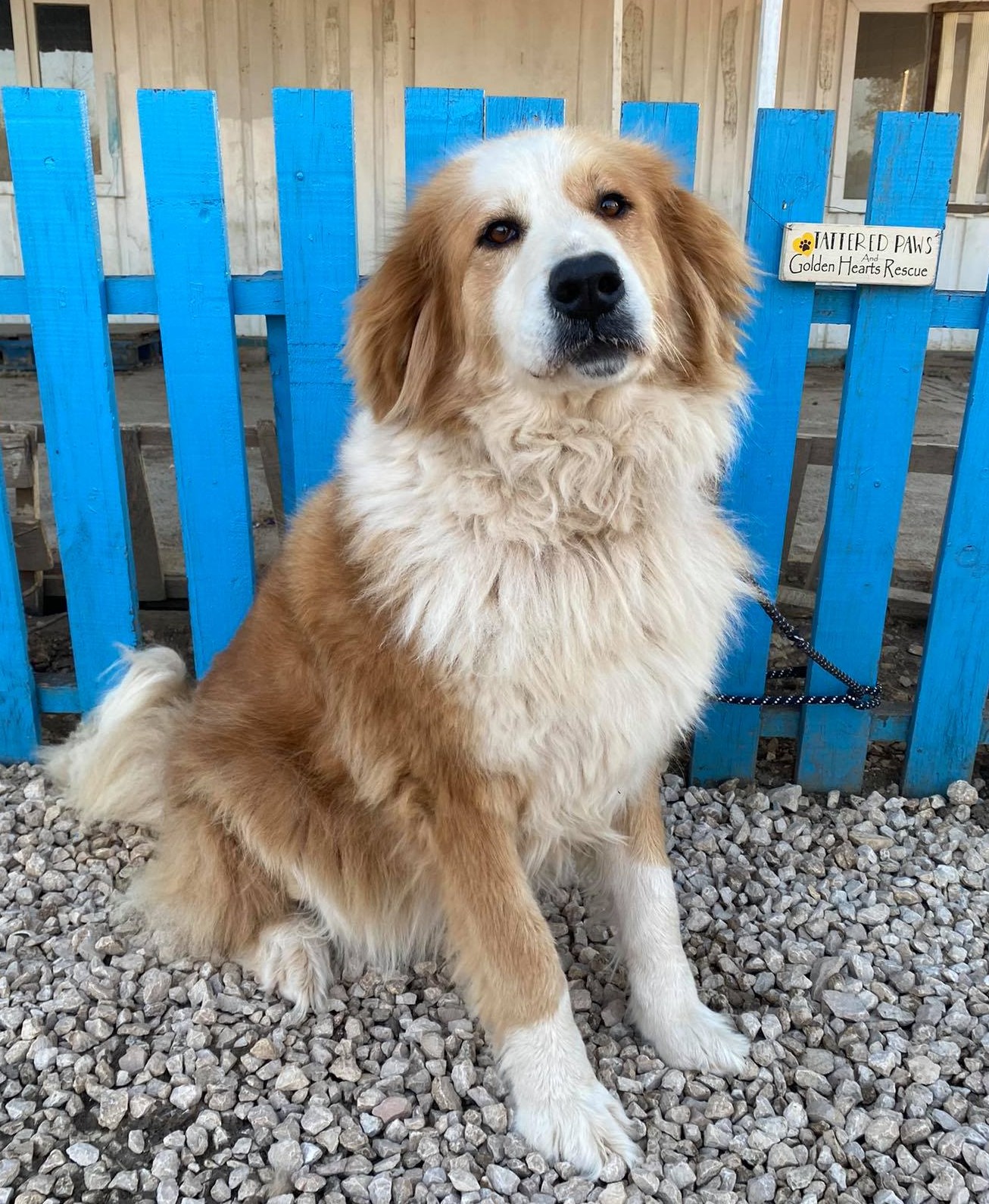Beau (fka August)
